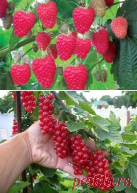 Как увеличить урожайность ягодников.