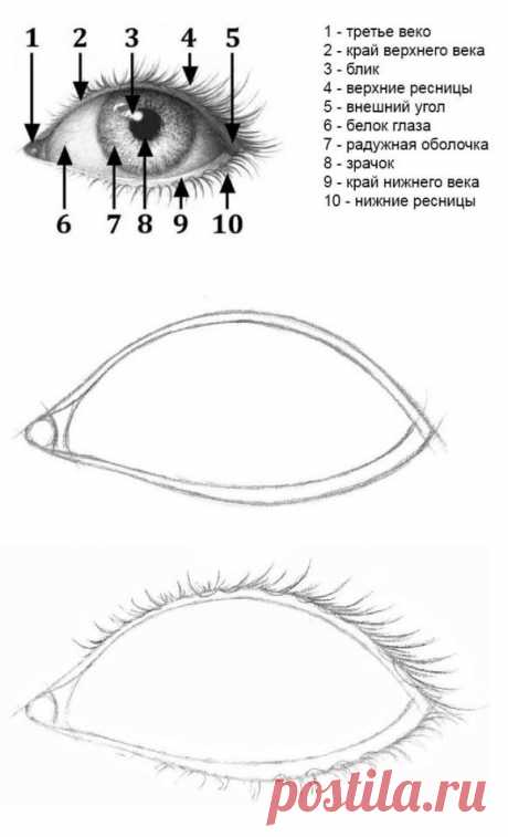 Как нарисовать глаза карандашом поэтапно