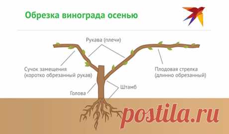 Обрезка винограда осенью для начинающих: как и когда правильно делать в пошаговых картинках