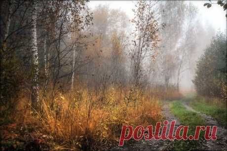 Дорога в осень... Автор фото - Максим Шилин.﻿