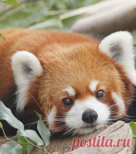 51 Interesting Red Panda Facts For Kids The Red panda is a cuddly little creature that resembles a teddy bear. Gentle in nature, red pandas live high on trees, eat bamboo, and go about their lives without bothering anyone.