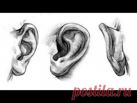 How to Draw Ears - Anatomy and Structure - YouTube