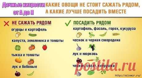 ОВОЩИ, КОТОРЫЕ СТОИТ ПОСАДИТЬ РЯДОМ ДРУГ С ДРУГОМ