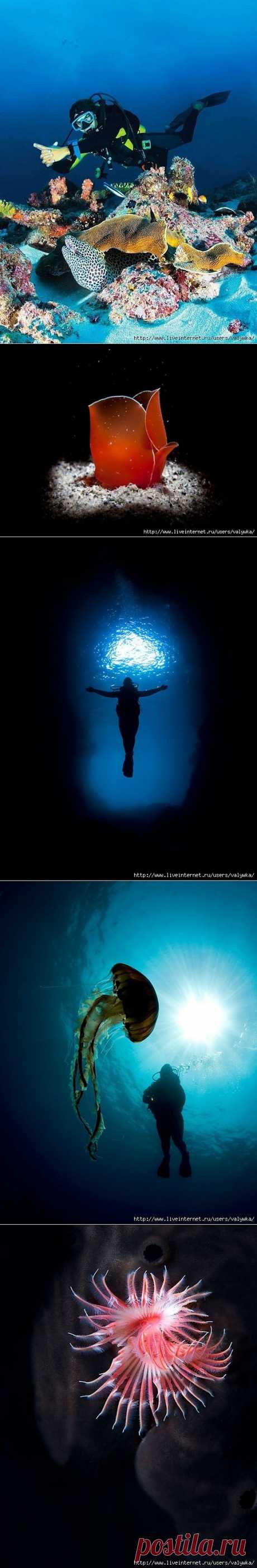 Красота подводного мира Николаса Самараса (Nicholas Samaras) Фото.