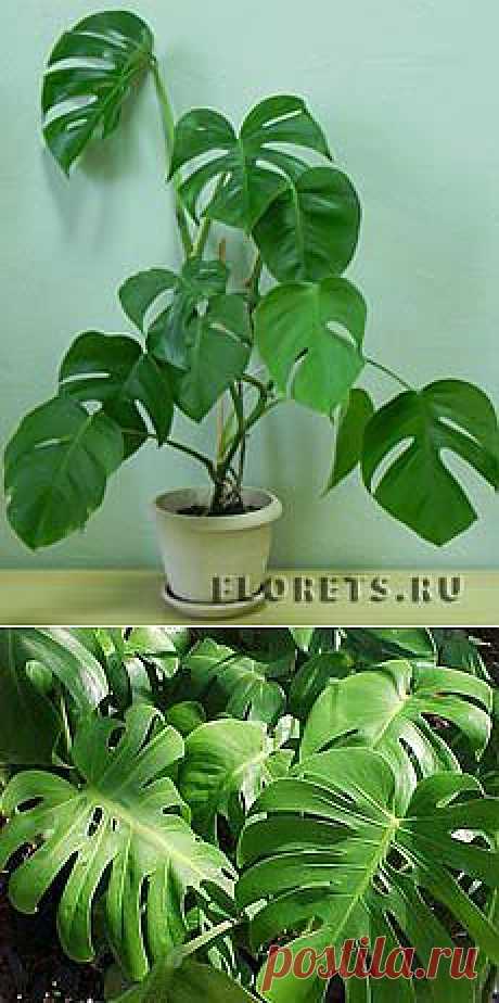 Монстера: описание, фото - Комнатные растения и цветы. Florets.ru