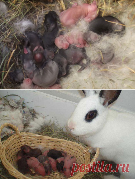 Почему крольчиха съедает своих крольчат: причины такого поведения