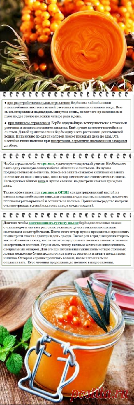 Облепиха: польза и вред, лечебные свойства и противопоказания