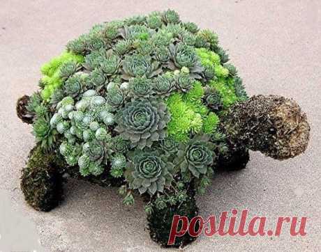 Дивная черепаха из цветов