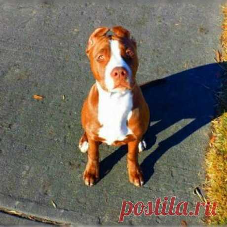 pitbull perro sale - Поиск в Google