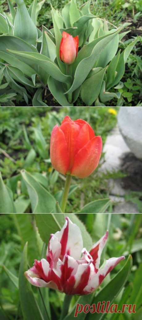 Тюльпаны — уход и выращивание | Кладовочка
