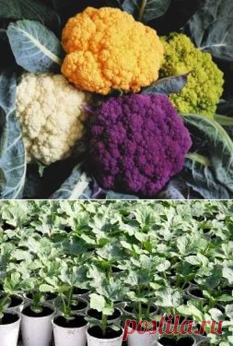 Способы выращивания цветной капусты - Садоводка