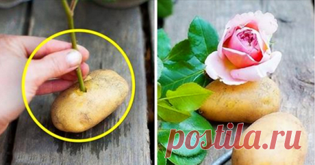 Размножение розы черенками в картошке. | Частный Дом