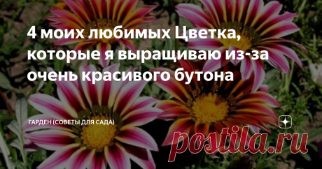 4 моих любимых Цветка, которые я выращиваю из-за очень красивого бутона Цветы это украшение, это радость. Я всегда выращиваю самые красивые цветы. Все очень разные, самая разнообразная цветовая палитра этих прекрасных растений радует меня и моих гостей.
А эти четыре самых моих любимых, я их выращиваю из-за шикарного бутона.