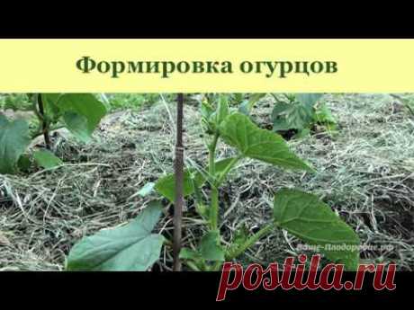 Выращивание , арбузов и дынь