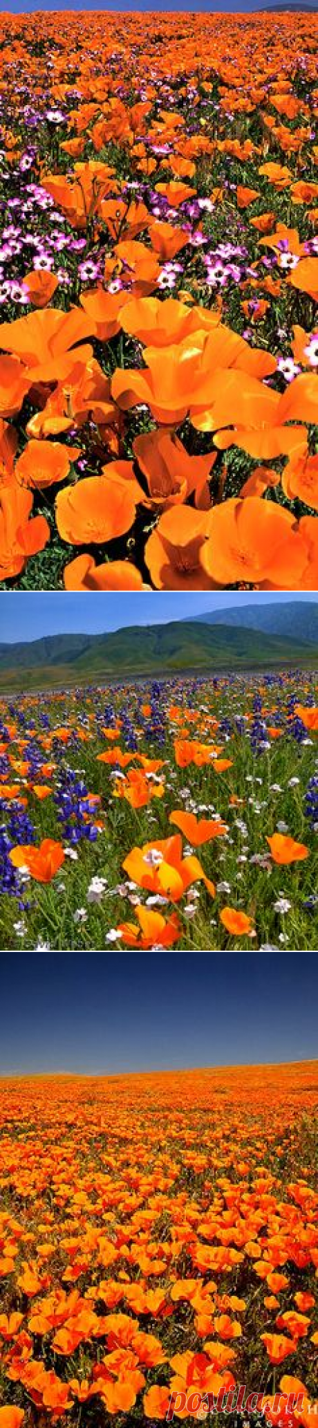 (1077) valkyriethais: Amazing ✈ World / California Poppy (Eschscholzia californica) S. California. gorgeous!! on We Heart It - https://weheartit.com/entry…