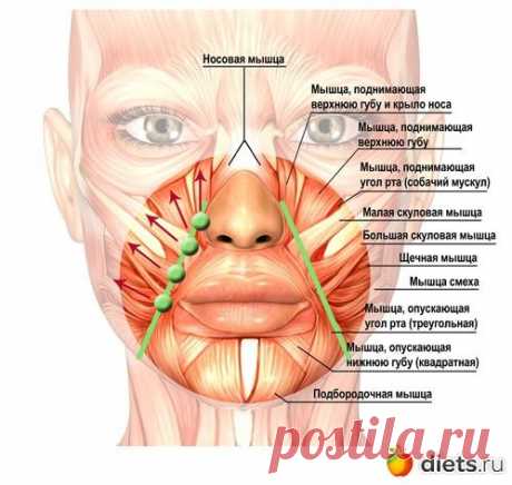 Разглаживаем носогубки: два эффективных массажных приема: Фейскультура: методы естественного омоложения: Группы - diets.ru