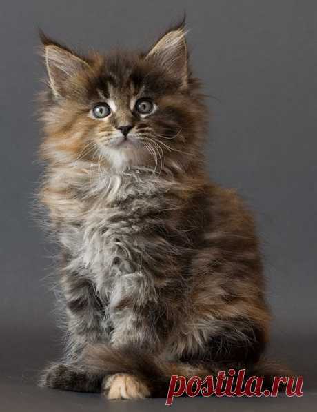 Maine_coon_kitten_Chitsa_by_ropo_art