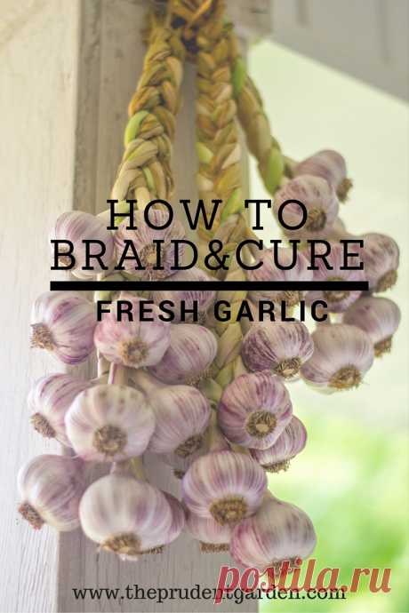 How-to-braid-and-cure-fresh-garlic.jpg (Изображение WEBP, 735 × 1102 пикселов) — Масштабированное (41%)