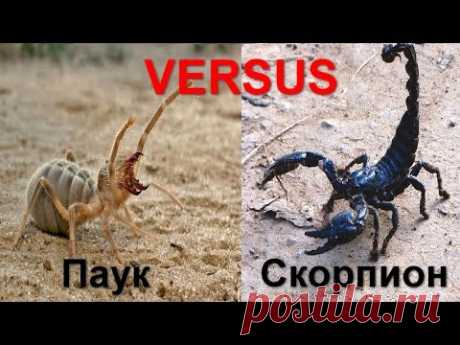 VERSUS. Паук против Скорпиона, кто сильнее?