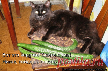 Котоматрица: Случайные котоматрицы