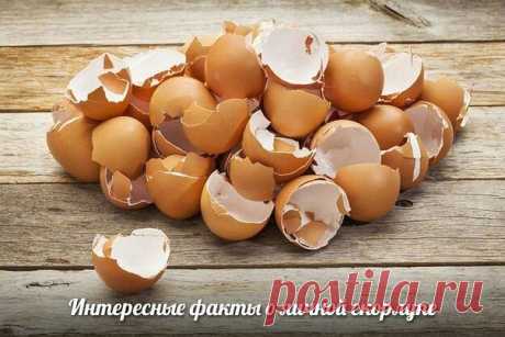 Интересные факты о яичной скорлупе