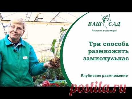 Три простых способа размножить замиокулькас (долларовое дерево). Ваш сад