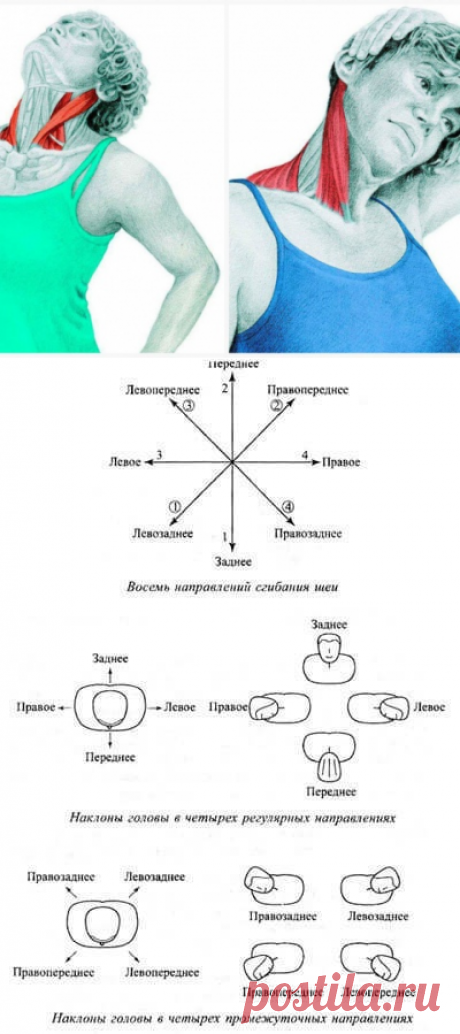 Спиральный твист шеи: упражнения для улучшению кровотока и иннервации