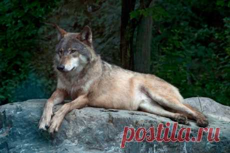 Кавказский волк - 60 фото