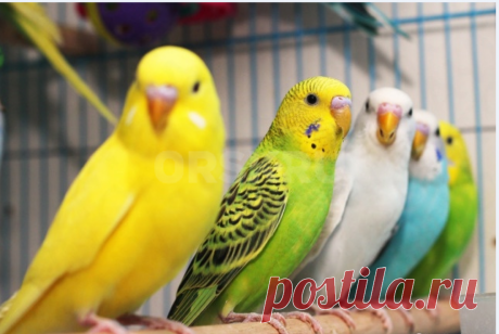 Продам молодых птенцов волнистых попугаев,местного разведения. Объявления в городе Орск