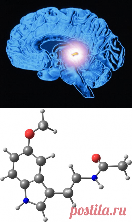 Мелатонин: Гормон долгой жизни