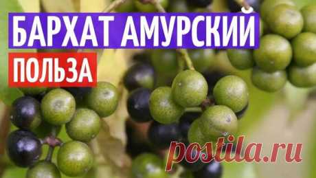 Амурский бархат: лечебные свойства и противопоказания. - поиск Яндекса по видео