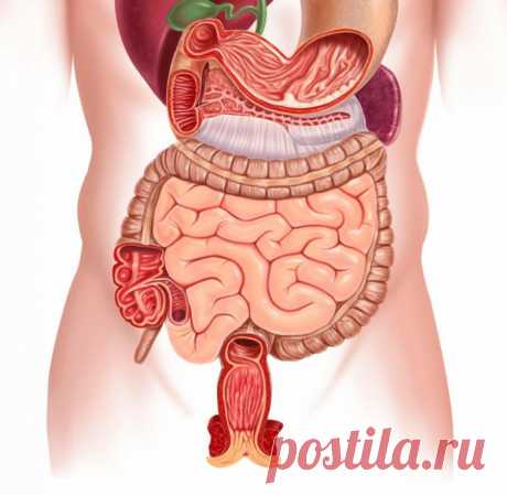Рацион, который поможет исцелить кишечник / Будьте здоровы