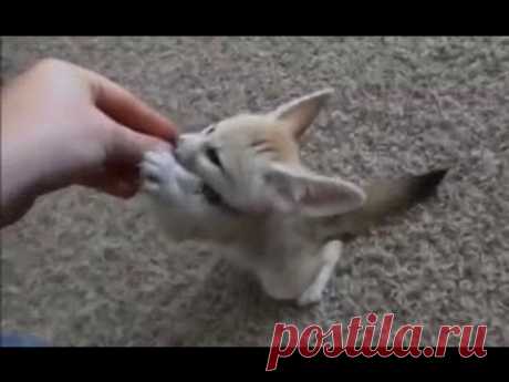 Training the Baby Fennec Fox to Sit