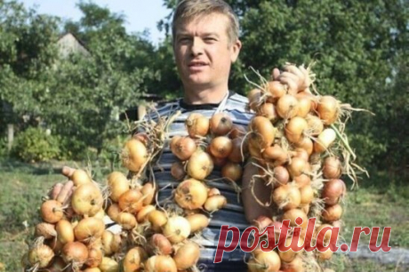 ТЕПЕРЬ Я КАЖДЫЙ ГОД ПОЛУЧАЮ БОЛЬШОЙ УРОЖАИ ЛУКА …
ВОТ 4 ПРОСТЫХ СОВЕТА