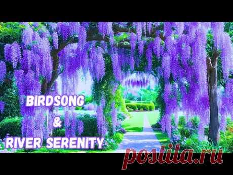 🌿 Tranquil Melodies: Birdsong &amp; River Serenity 🎶#relax #nature #sleepingmusic #sleepmusic #relaxing