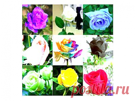 AliExpress Гага предложения Семена роз 9 цветов, 180 шт.