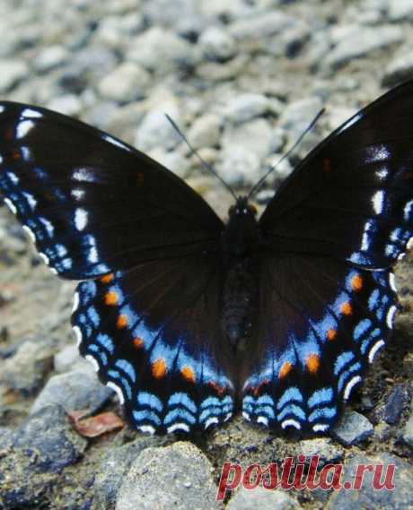 Red-spotted Purple (Limenitis arthemis astyanax) I secretly…  |   Pinterest • Всемирный каталог идей