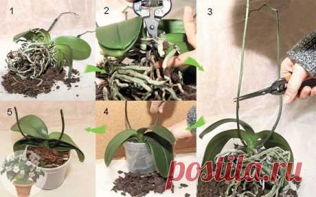Пересадка орхидей 

Корень фаленопсиса в период корневой активности. Орхидеи не рекомендуется пересаживать часто. Делать это лучше лишь тогда, когда растение сильно разрослось или субстрат полностью разложился. В среднем, взрослые эпифитные орхидеи рекомендуется пересаживать раз в 2-3 года. Наземные орхидеи, теряющие в период покоя корни, требуют ежегодной пересадки. Из эпифитов на частую (раз в 6-8 месяцев) смену субстрата, хорошо отзываются только молодые (до 3-х лет) фа...