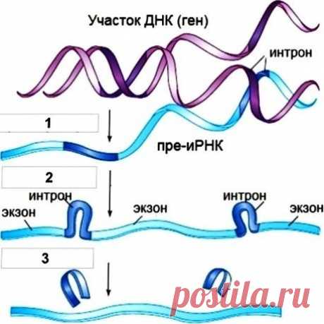 Эвристическое задание 2-й части
 23 линия

На схеме показаны процессы, предшествующие синтезу белка. Какой из них отмечен цифрой 1? Как называются преобразования, показанные цифрами 2-3? В чем их суть? Какая молекула образуется в результате этих процессов? Для организмов какого надцарства этот процесс наиболее характерен?
.
Показать полностью...