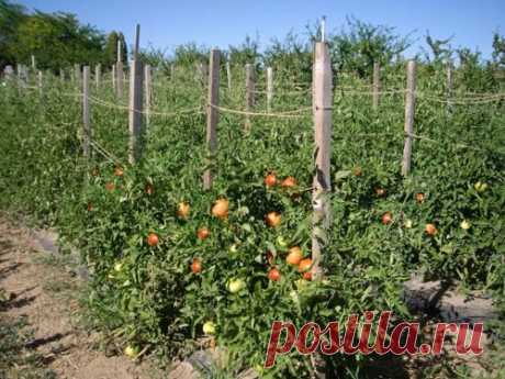 Секреты посадки рассадой и выращивание помидоров в открытом грунте