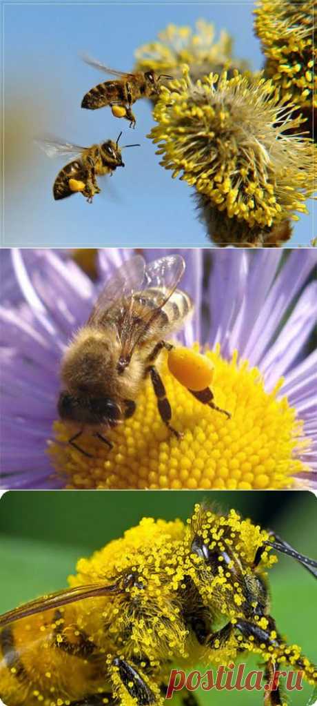 Пчелиная пыльца, цветочная пыльца, пыльца-обножка | Домохозяйки
