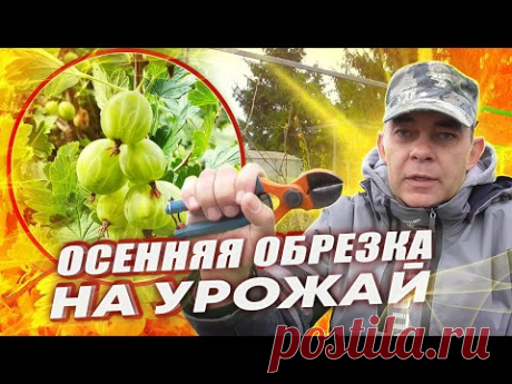 КРЫЖОВНИК ЗАВАЛИТ КРУПНОЙ ЯГОДОЙ ПОСЛЕ ТАКОЙ ОБРЕЗКИ, ПОДКОРМКИ И ОБРАБОТКИ ОСЕНЬЮ