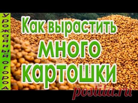 КАК ПОЛУЧИТЬ ОГРОМНЫЙ УРОЖАЙ КАРТОФЕЛЯ!?НАДЕЖНЫЙ СПОСОБ!