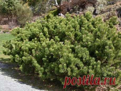 Горная сосна Мугус (Pinus mugo var. mughus)
- разновидность, обитающая в Восточных Альпах и на Балканском полуострове. Это массивный кустарник, достигающий высоты 5 м. Шишки у нее сначала желто-коричневые, по мере созревания приобретают оттенок корицы.
