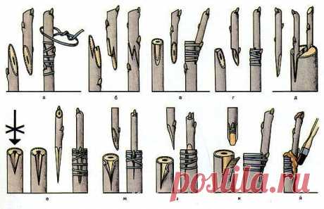 Что садоводу нужно знать о прививке