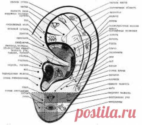 Массаж ушей против всех болезней