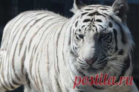 Бенгальский белый тигр фото