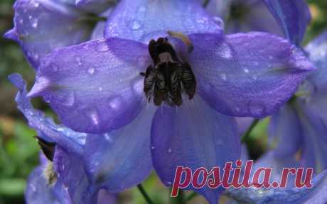 Синие цветы в каплях дождя