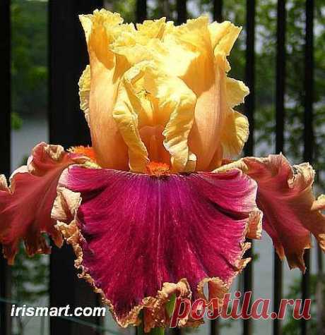 decadence - tall bearded iris for sale - irises on sale rhizomes tubers | Anita Bontekoe приколол(а) это к доске Gardening