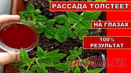 РАССАДА ТОЛСТЕЕТ НА ГЛАЗАХ! ОРГАНИЧЕСКАЯ ПОДКОРМКА РАССАДЫ ТОМАТОВ. Удобрение из Луковой Шелухи